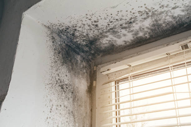 Affordable Mold Remediation solutions in Horntown, VA