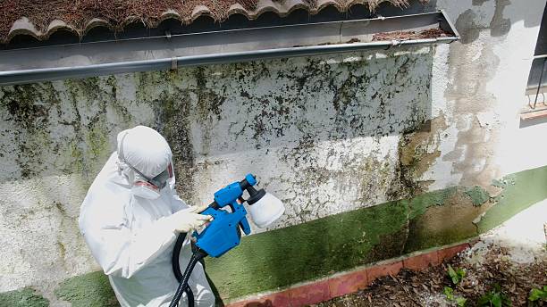 Top rated local Mold Remediation specialists in Horntown, VA
